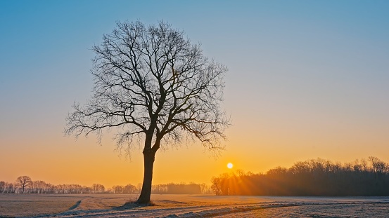 SLO MO A lone tree among cultivated fields while the sun is rising - the sun's rays are visible