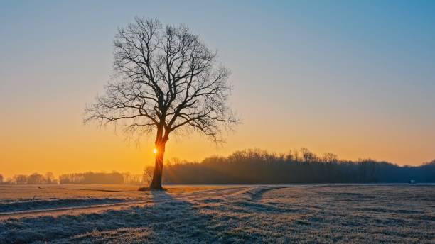 istock SLO MO A lone tree among cultivated fields while the sun is rising - the sun's rays are visible 1995160615