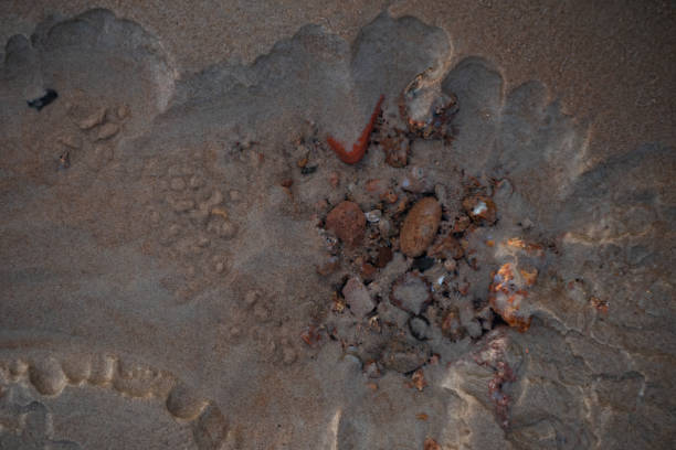 istock Detailed close-up of sandy beach 1995163305