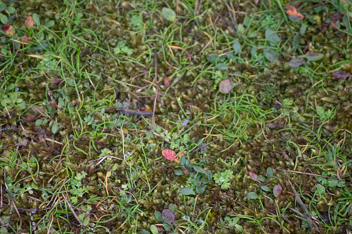Close-up shot of wet mossy grass