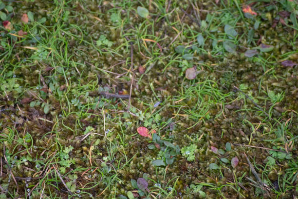 Close-up shot of wet mossy grass Close-up shot of wet mossy grass norman uk tree sunlight stock pictures, royalty-free photos & images