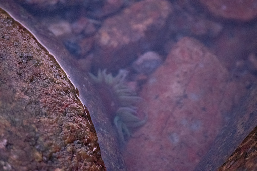 Detailed close-up of rockpool