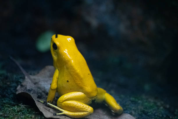 Atelopus carbonerensis close-up