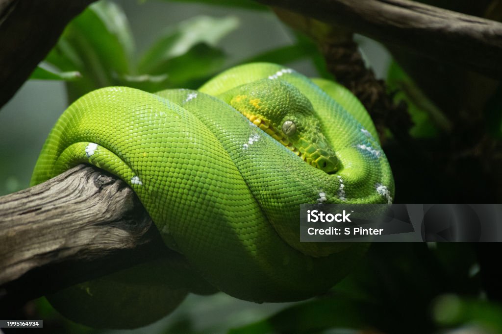 Green Python Luceessee Green Tree Python Stock Photo - Download Image Now - Amphibian, Animal ...