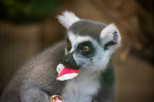 Ring-tailed lemur eating a petal