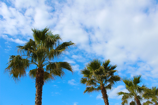 View of palm trees against sky. 3D visualization