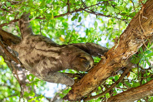 Three-toed or three-fingered sloths (Bradypus variegatus), arboreal neotropical mammals. Centenario Park (Parque Centenario) Cartagena de Indias, Colombia wildlife animal.