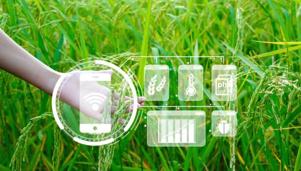 istock Innovative intelligent farm system technology, agricultural management with intelligent technology concept, data collection for research, and rice tree background are sprouting. 1995177648
