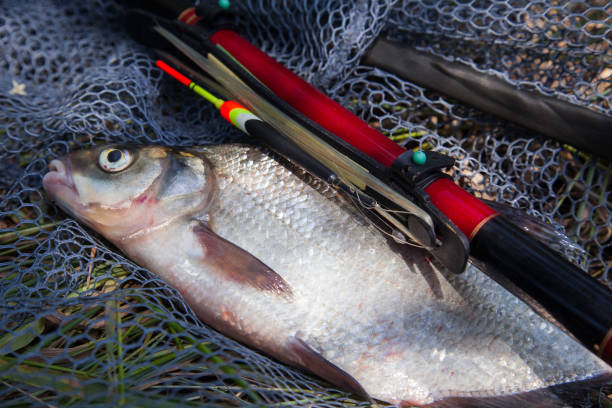 Catching fish - big freshwater common bream known as bronze bream or carp bream (Abramis brama) with float rod on black fishing net.