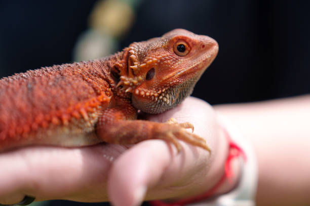 istock Close-up of a hand holding a bearded dragon 1995203050