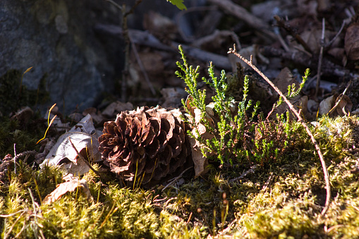 A single small pinecone, lying on the mossy and leaf strewn forest floor in the Queen Elizabeth Forest Park, in the Trossachs National Park in Scotland