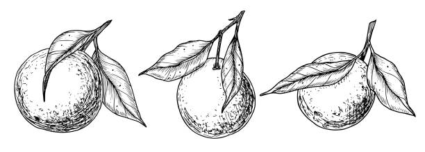 360+ Clementine Drawing Stock Illustrations, Royalty-Free Vector