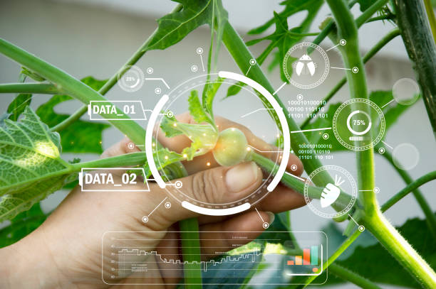 istock Concepts of using AI and smart farming, increasing productivity and controlling production. 1995223833