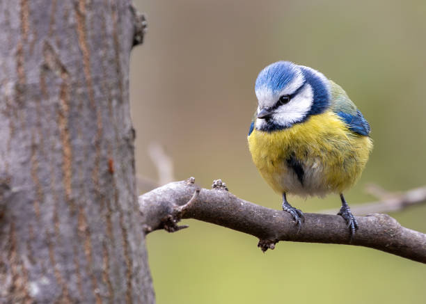 istock Blue Tit (Cyanistes caeruleus) in El Retiro Park, Madrid 1995227604