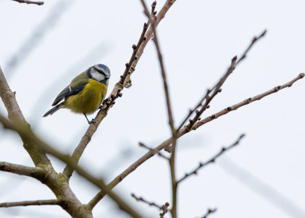 istock Blue Tit (Cyanistes caeruleus) in El Retiro Park, Madrid 1995227627