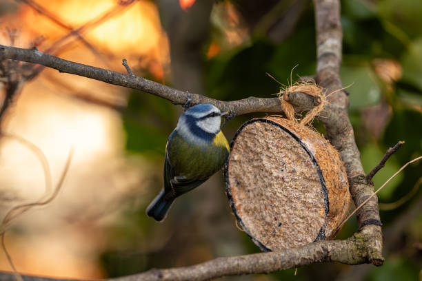 istock Blue Tit (Cyanistes caeruleus) in El Retiro Park, Madrid 1995228171