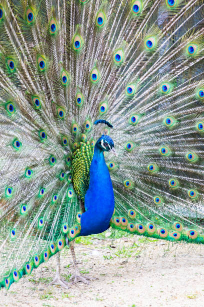 istock Peacock portrait. Beautiful colourful peackock feather 1995230288