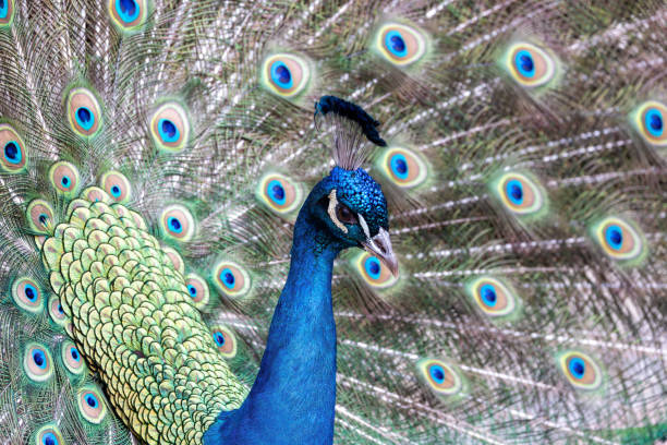 istock Common Peafowl (Pavo cristatus) aka Peacock in Delhi, India 1995230298