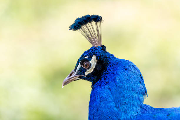 istock Common Peafowl (Pavo cristatus) aka Peacock in Delhi, India 1995231360