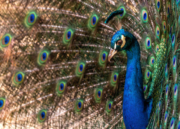 istock Common Peafowl (Pavo cristatus) aka Peacock in Delhi, India 1995231364