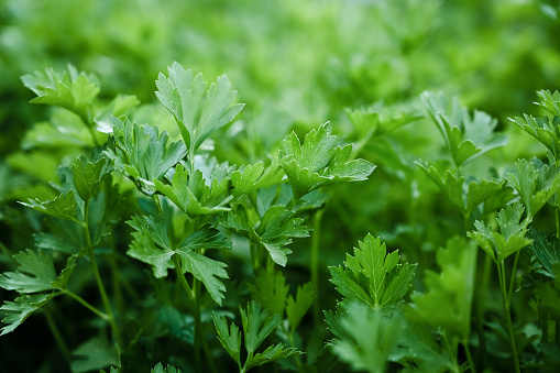 green fresh parsley grows outdoors.