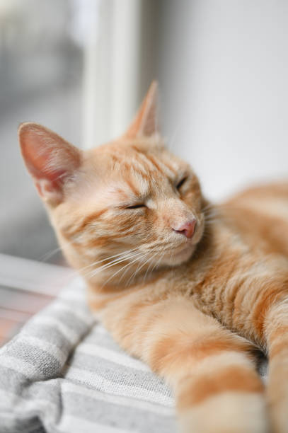 istock Ginger domestic cat sleeping near window. 1995234534
