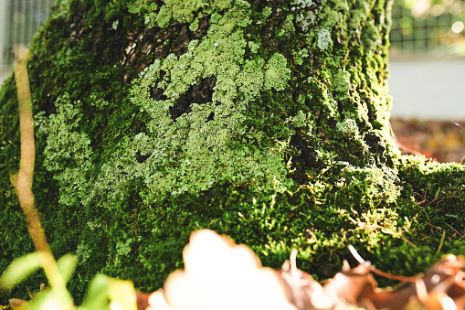 close up of a tree with moss.