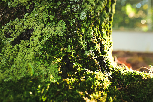 Low angle. view of a tree with moss in a woodland.