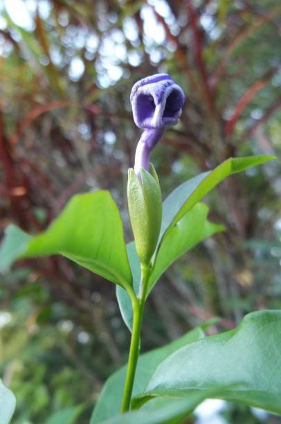 istock Brunfelsia latifolia flower buds 1995238266