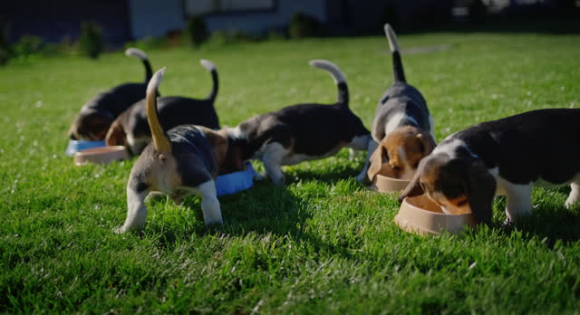 A group of beagle puppies eat food from personal bowls. On a well-groomed green lawn near the house