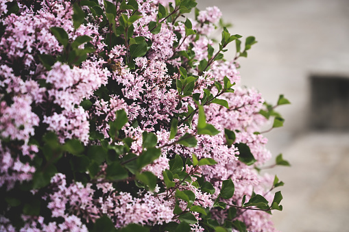 Beautiful summer view of a hedge in Sweden, filled with white and purple lilac flowers in full bloom