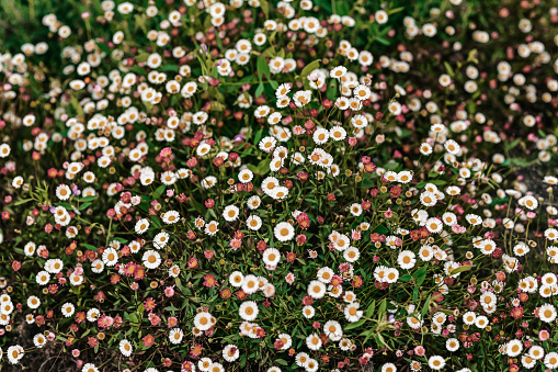 Field of Daisies (Bellis perennis) view from above.