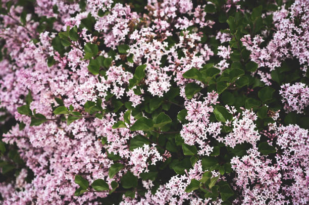Closeup of lilac flowers