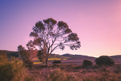Eucalyptus tree in the field in early morning