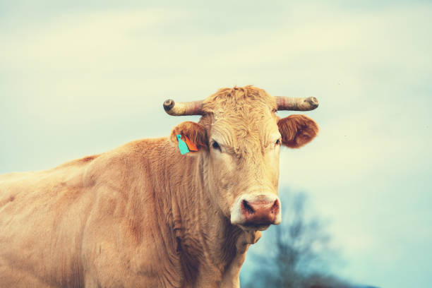 Portrait of a cow against cloudy sky