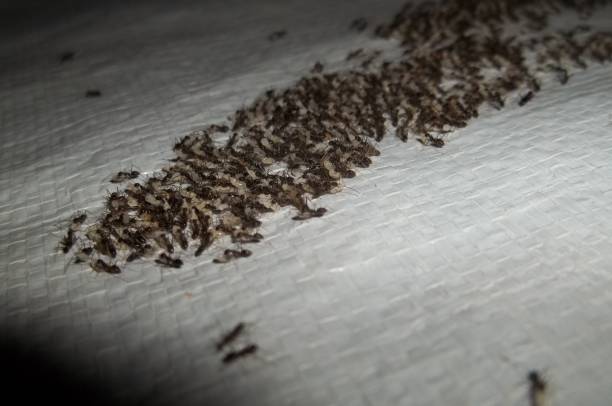 ant colony - colony swarm of insects pest animal photos et images de collection