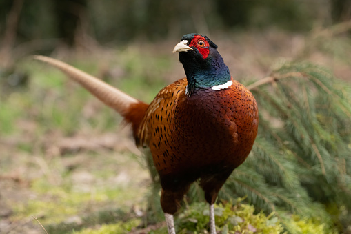 Portrait of male pheasant
