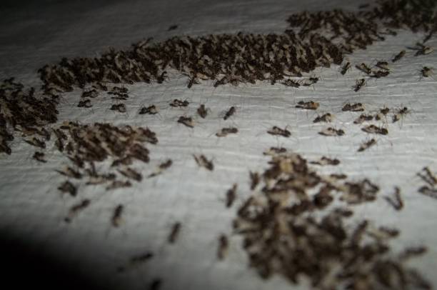 ant colony - colony swarm of insects pest animal photos et images de collection