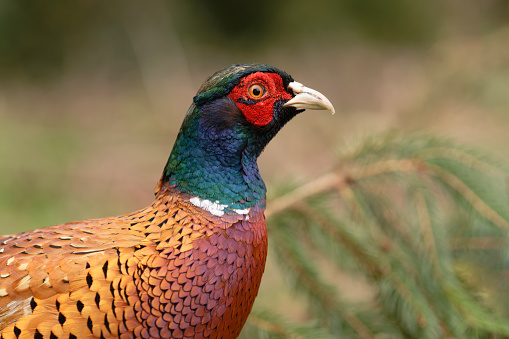 Portrait of a Ringneck Pheasant, Phasianus colchicus. Close up.