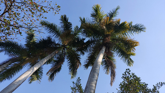Palm Trees Swaying in the Tropical Breeze under a Clear Blue Sky