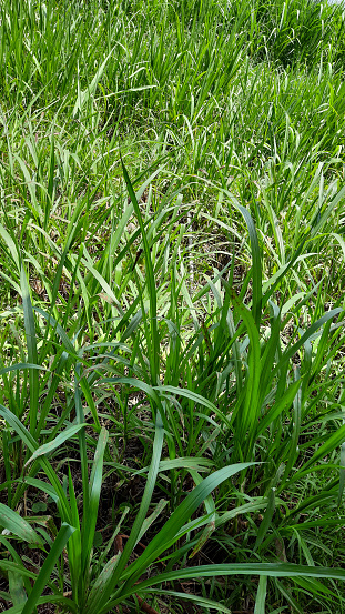Elephant grass is a large, highly nutritious grass that is usually used as animal feed