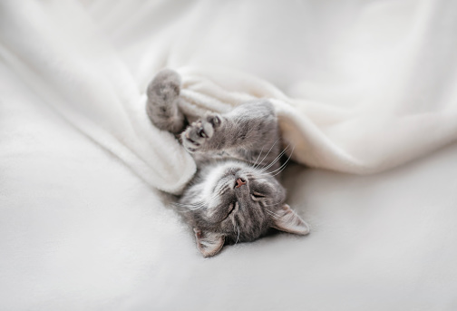 cute tabby cat lies on the bed and sleeps under a white fluffy blanket