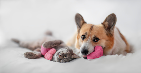 Dog jack russell and gray cat lying on soft plaid. Pets at home