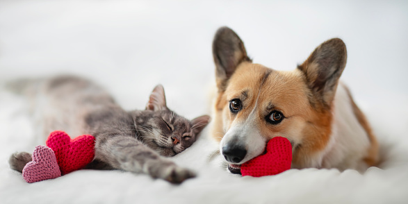 Valentine's holiday card with cute couple of furry friends corgi dog and cat lying on a white bed background surrounded by red hearts symbols