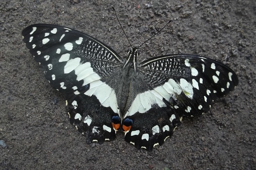 Beautiful butterfly wings are indeed the art of the universe. The butterfly's wings are black, brown and have a little white. the pattern is distinctive. This butterfly lives alone. he forages for food by absorbing nectar in plants.