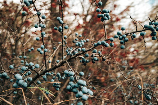 Wild acid ripe sloe - Prunus spinosa in autumn nature. Botany, plants concept. High quality photo