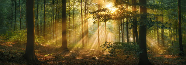 Enchanting sunlight through mist woodlands scenery