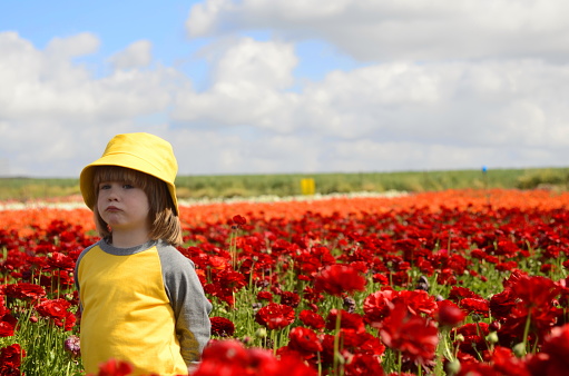 Cute boy 4 years old in a flower field. Portrait of a child across a field of red ranunculus.
