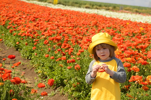 Cute boy 4 years old in a flower field. Portrait of a child across a field of multi-colored ranunculus. Concept: children are the flowers of life, joy, happiness, mother's day. Space for text