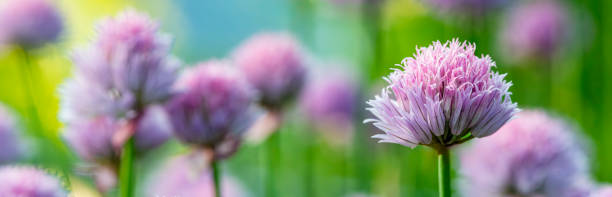 istock Panoramic View of Blooming Chive Flowers 1995284229